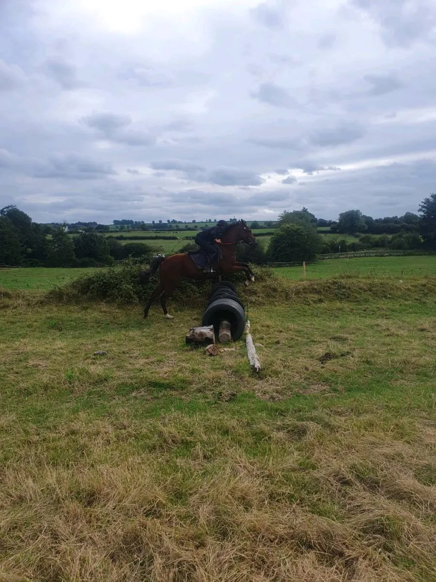 Riding horse - Image 3