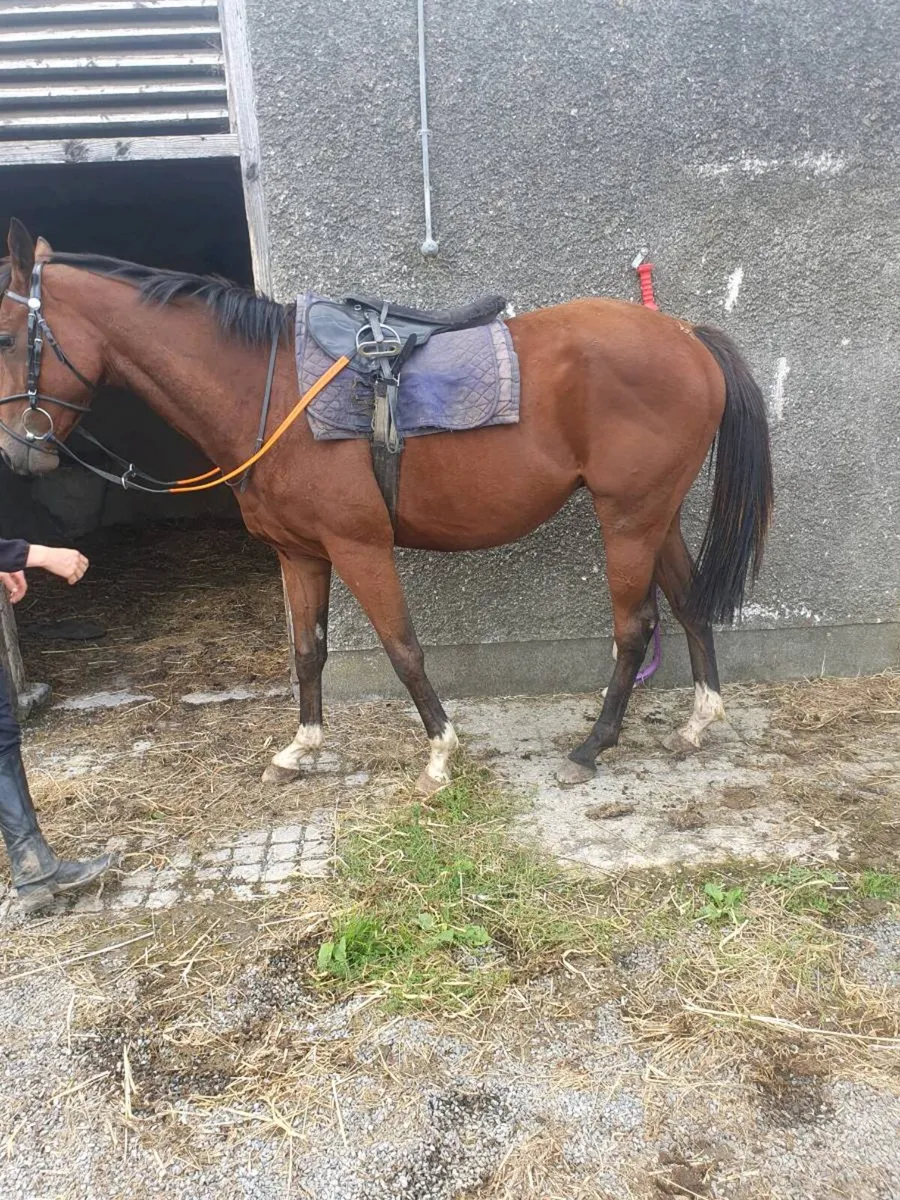 Riding horse - Image 1