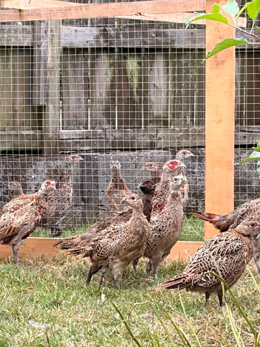 Pheasants - Image 1