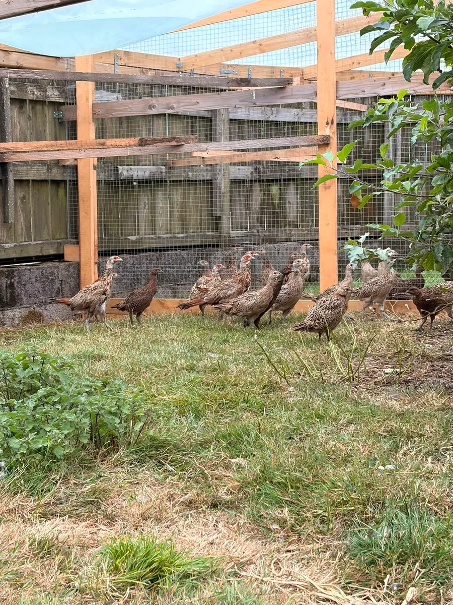Pheasants - Image 2