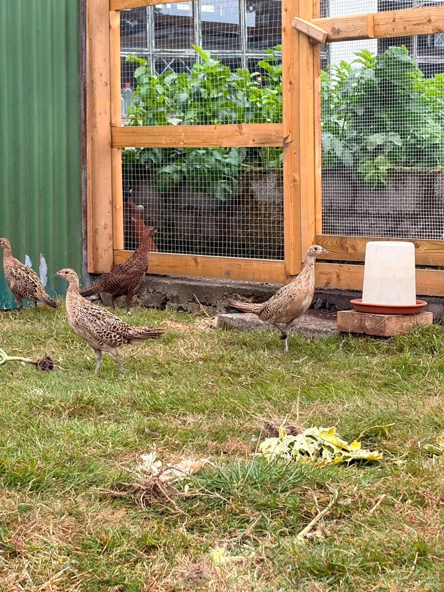 Pheasants - Image 4