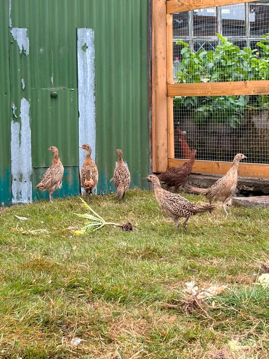 Pheasants - Image 3