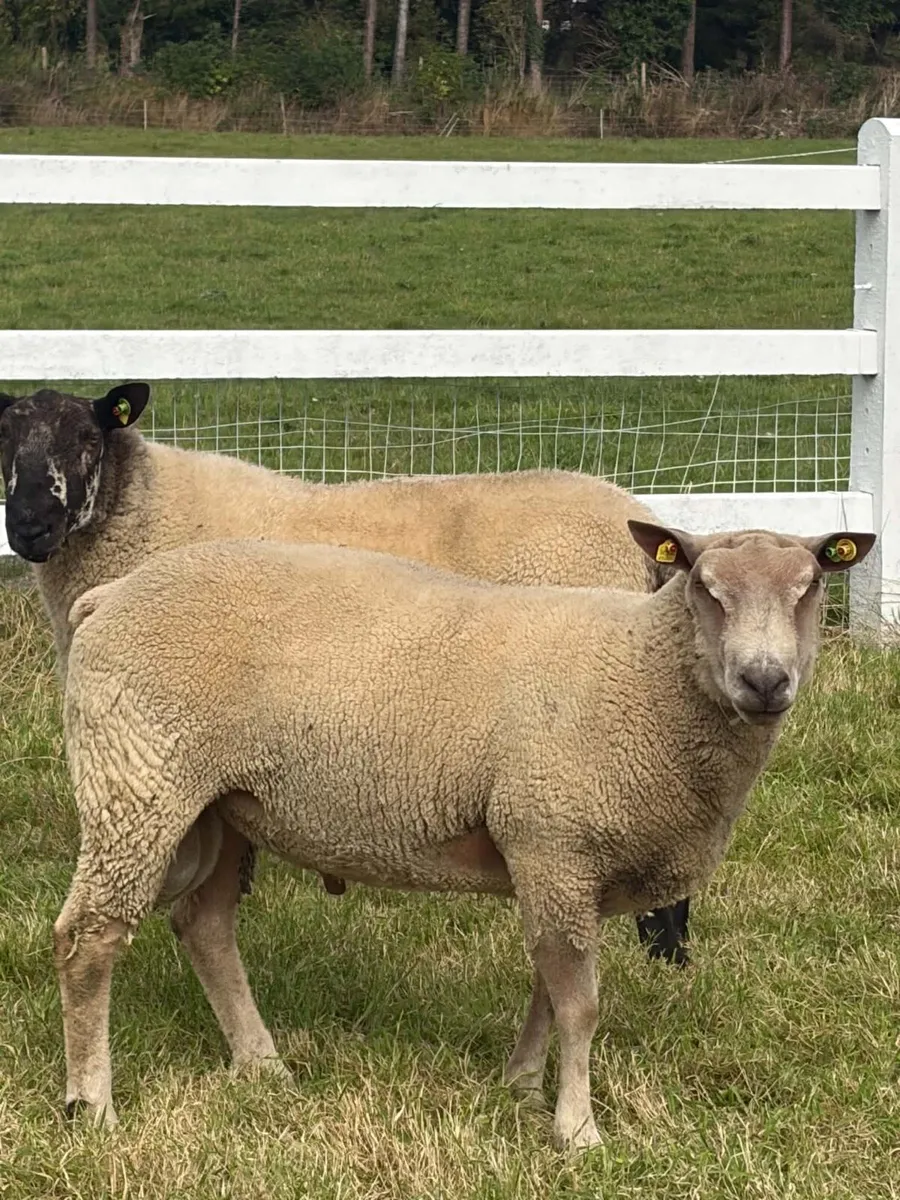 Pure bread Charollias and Milford ram for sale - Image 1