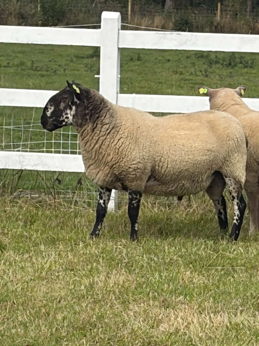 Pure bread Charollias and Milford ram for sale - Image 2