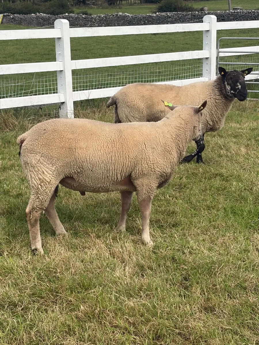 Pure bread Charollias and Milford ram for sale - Image 3