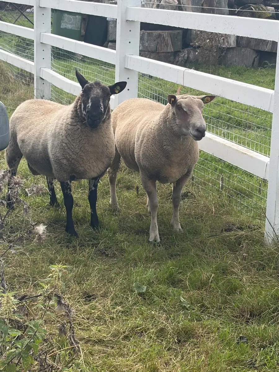 Pure bread Charollias and Milford ram for sale - Image 4