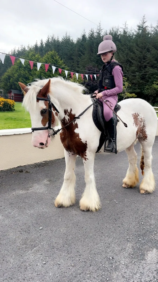 Cob mare