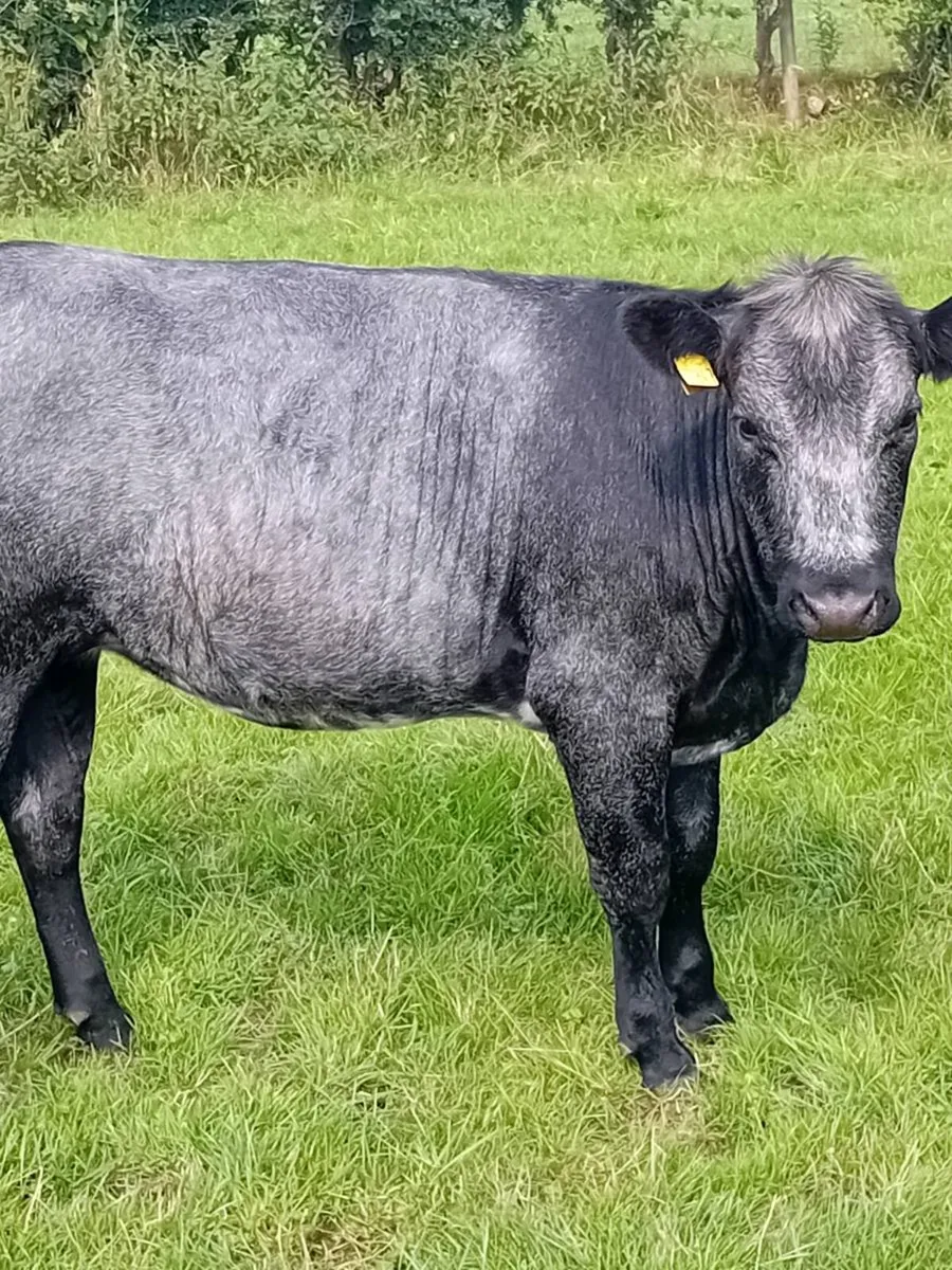 Maiden heifers - Image 2