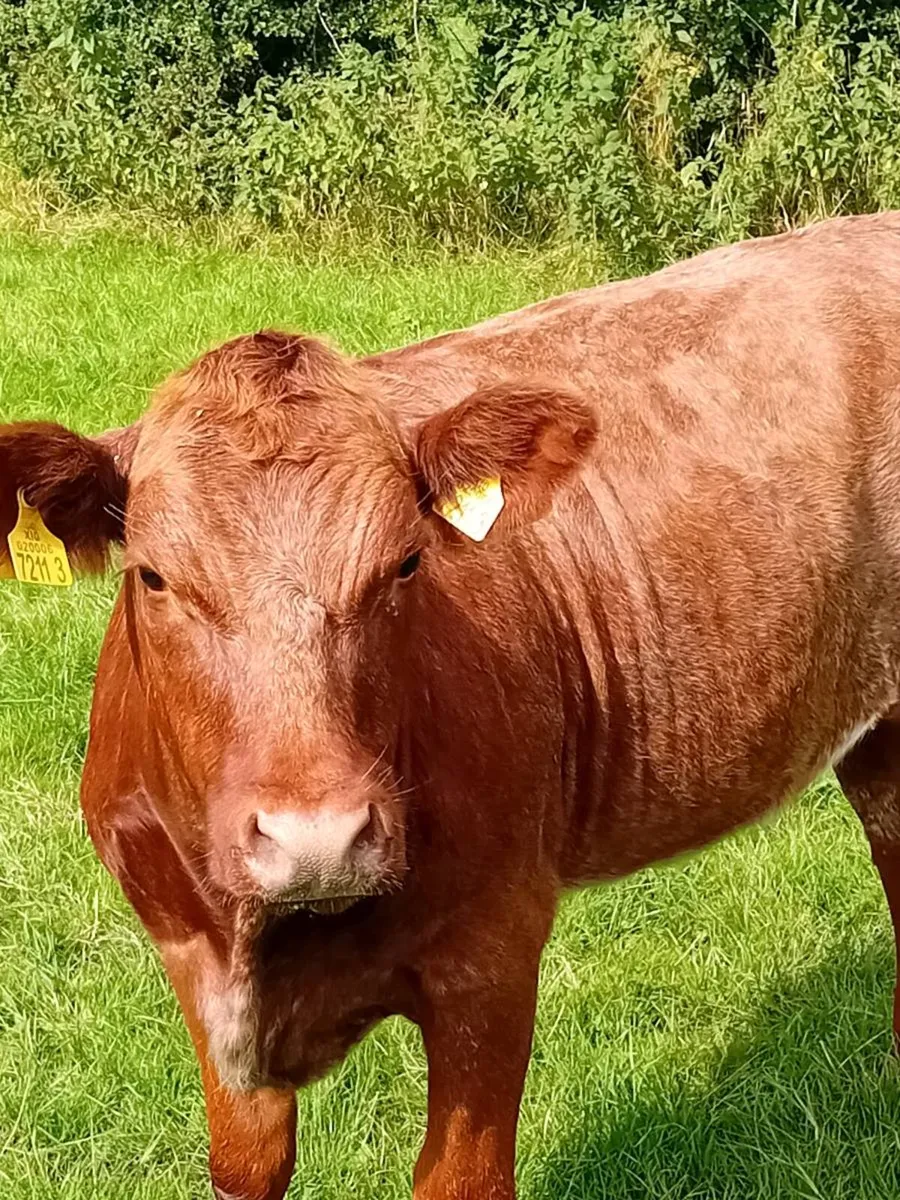 Maiden heifers - Image 1