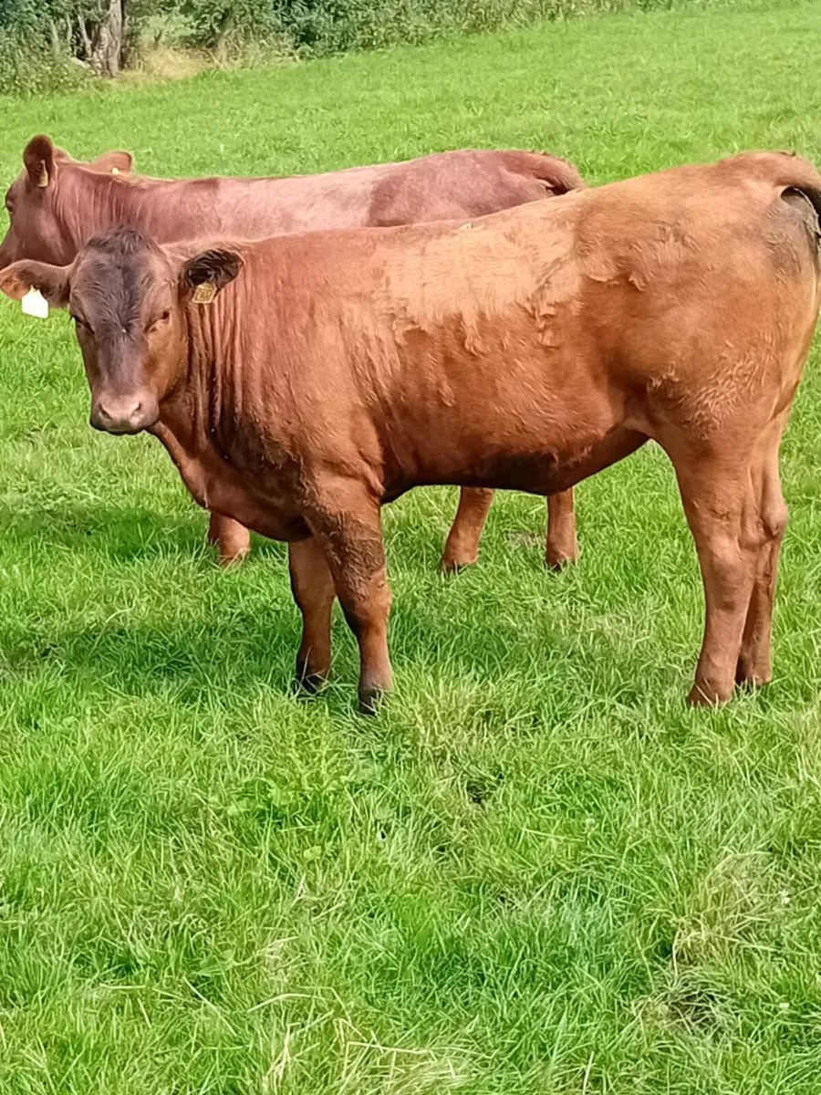 Maiden heifers - Image 3