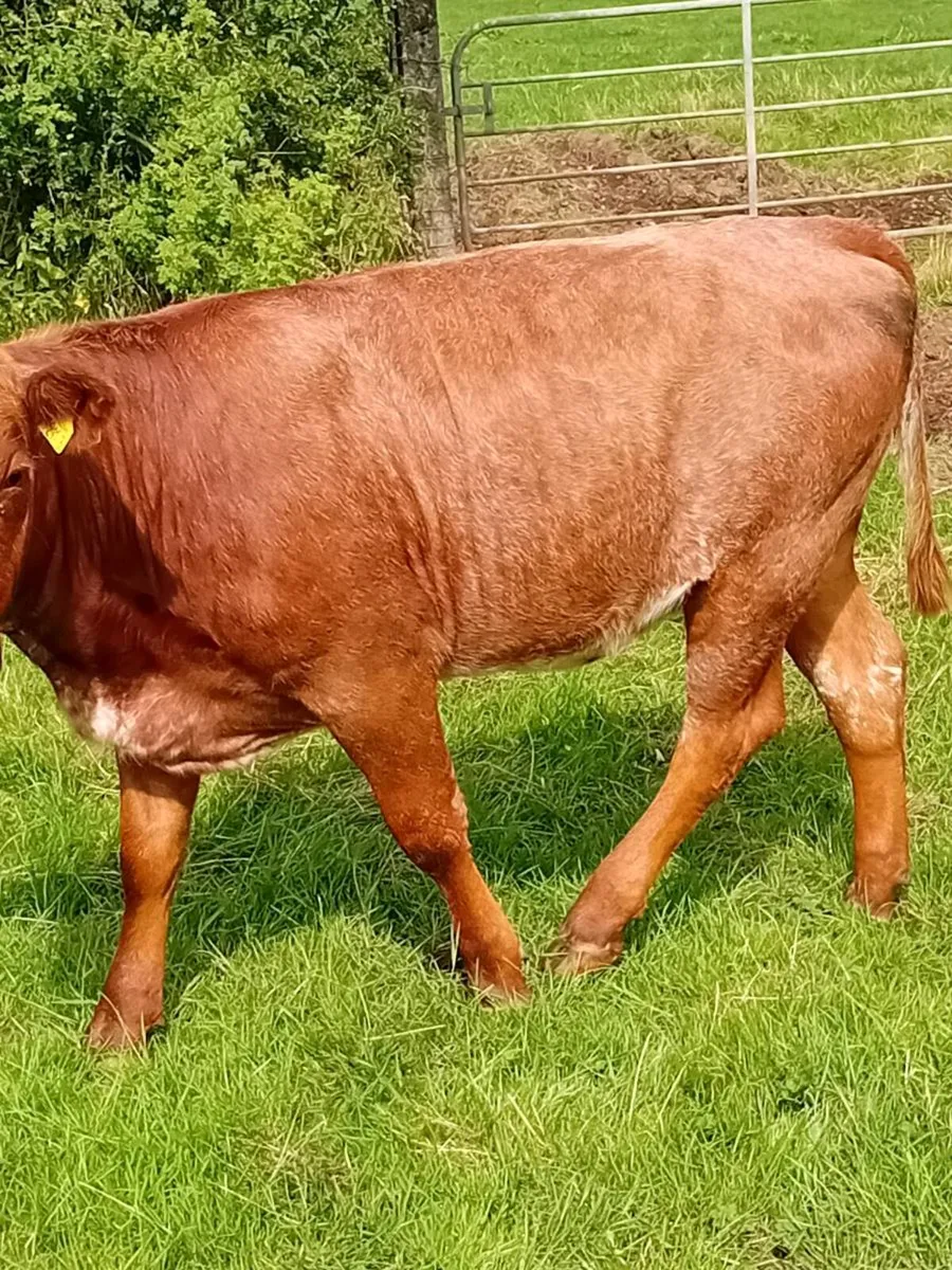 Maiden heifers - Image 4