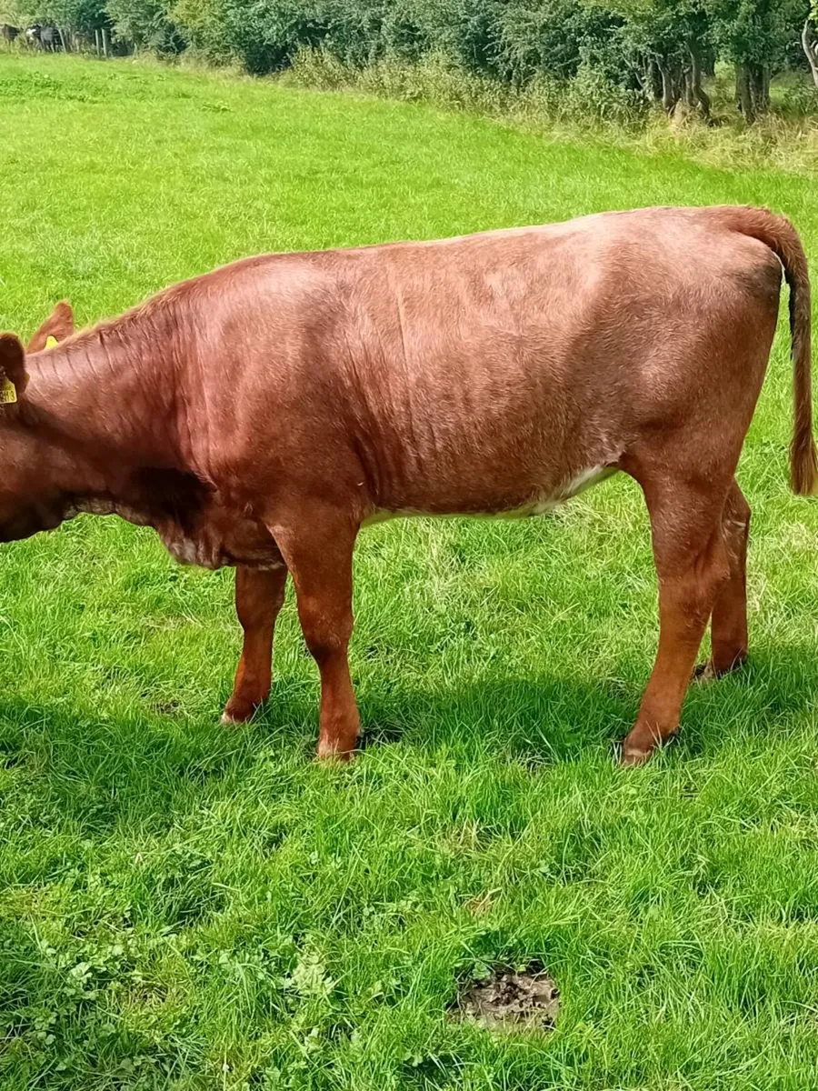 Maiden heifers - Image 4