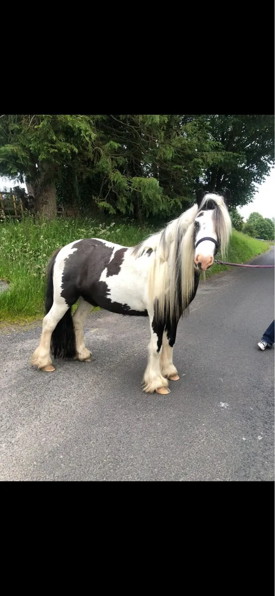 Mini piebald cob - Image 1