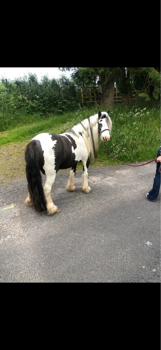 Mini piebald cob - Image 2