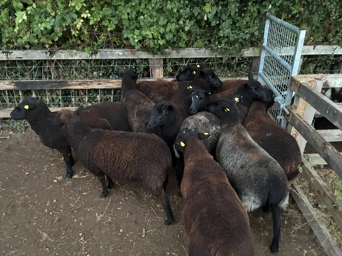 Ewe hoggets - Image 2