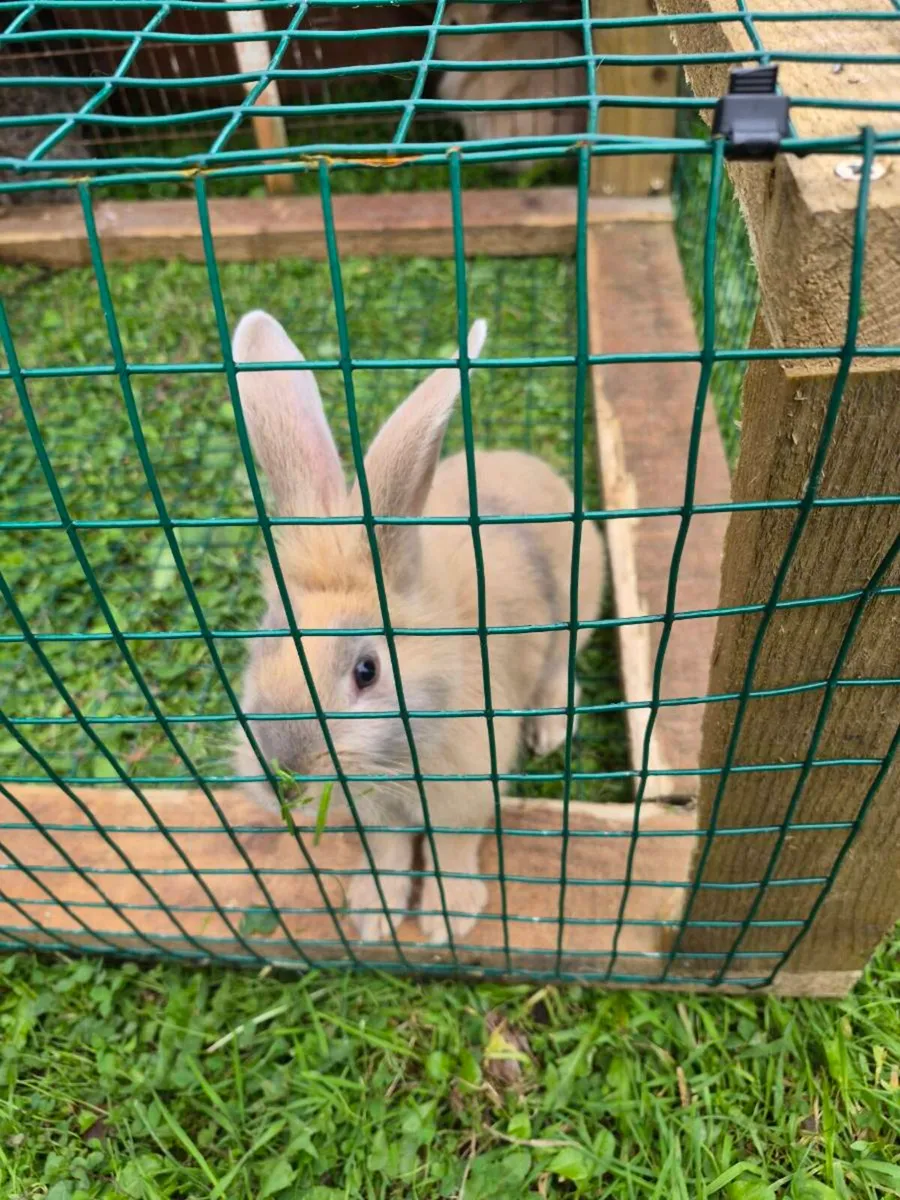 Rabbits - Image 1