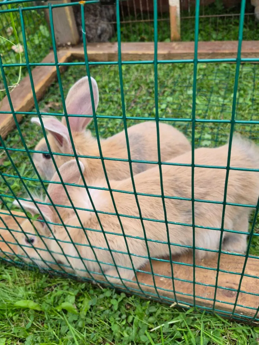 Rabbits - Image 2