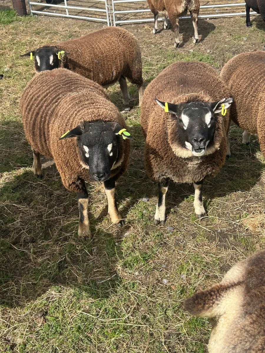 Blue Texel Ram & Ram Lambs - Image 2