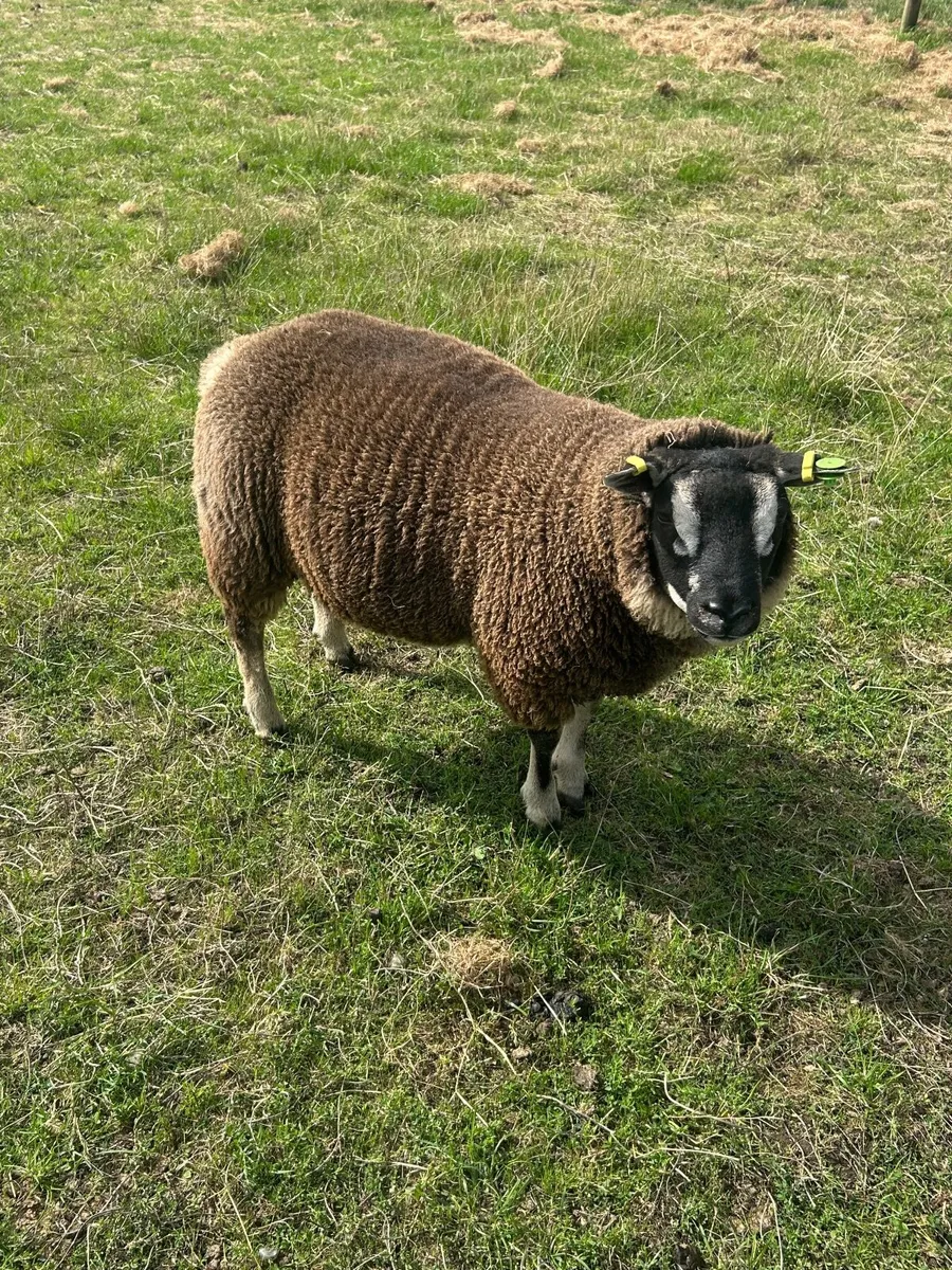 Blue Texel Ram & Ram Lambs - Image 3