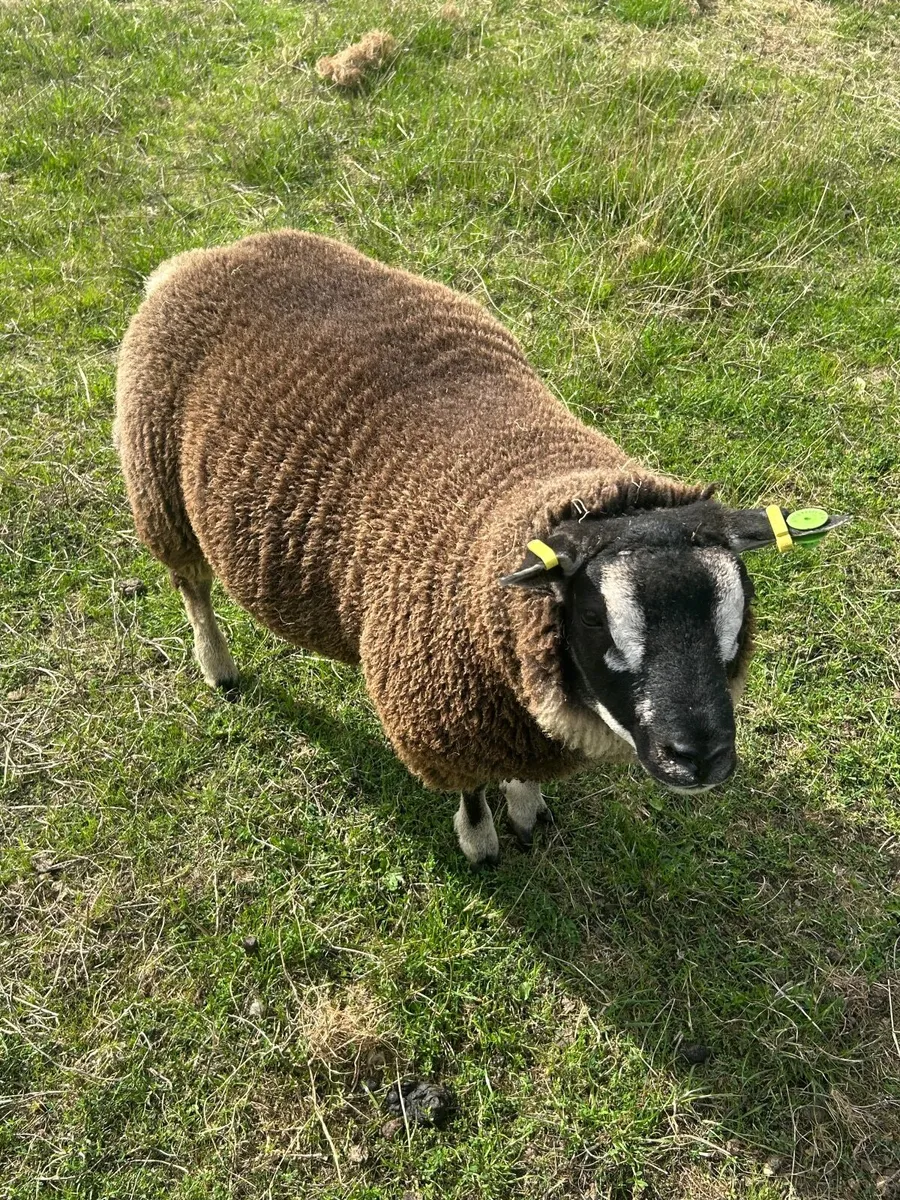 Blue Texel Ram & Ram Lambs - Image 4