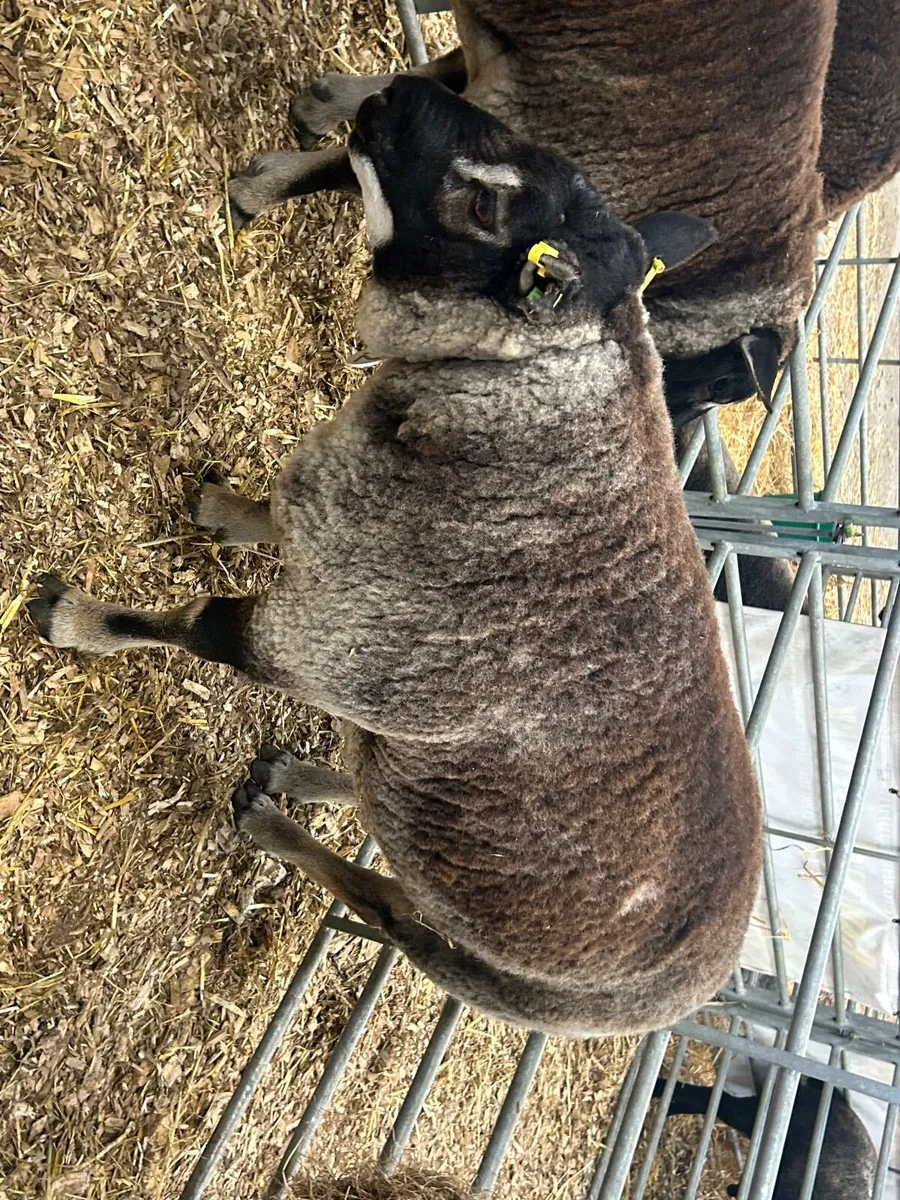 Blue Texel Ram & Ram Lambs - Image 1