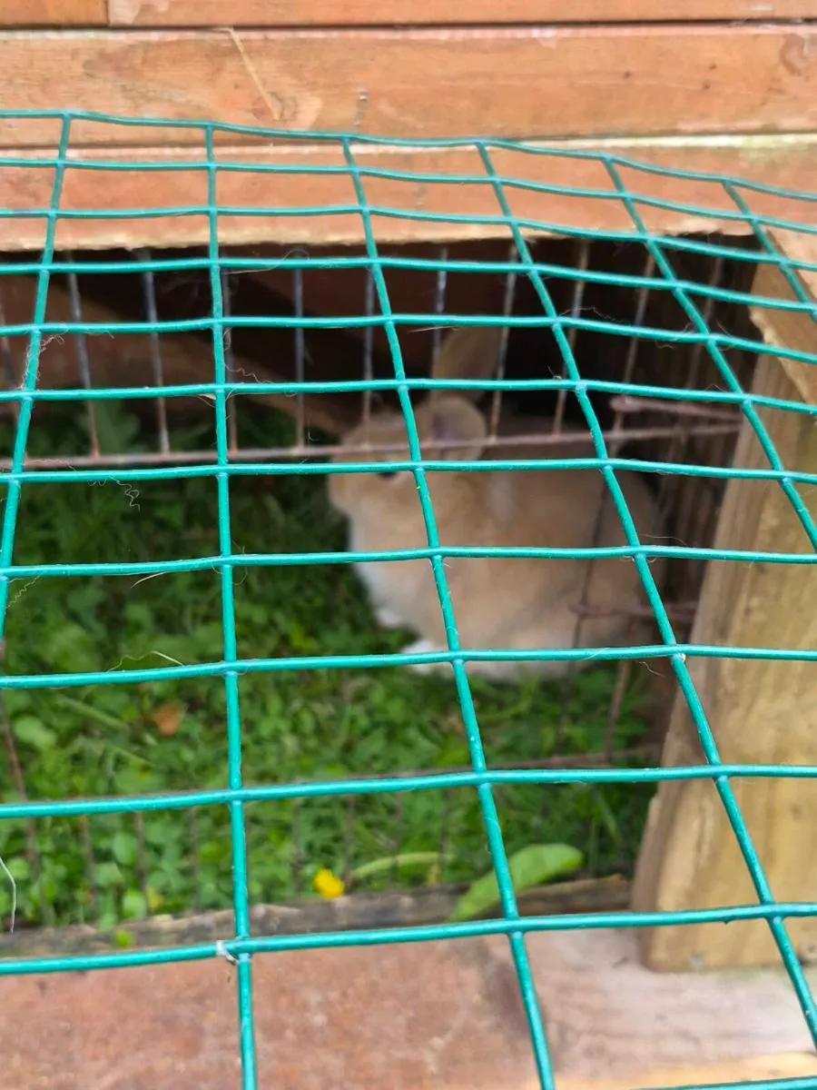 Rabbits - Image 3