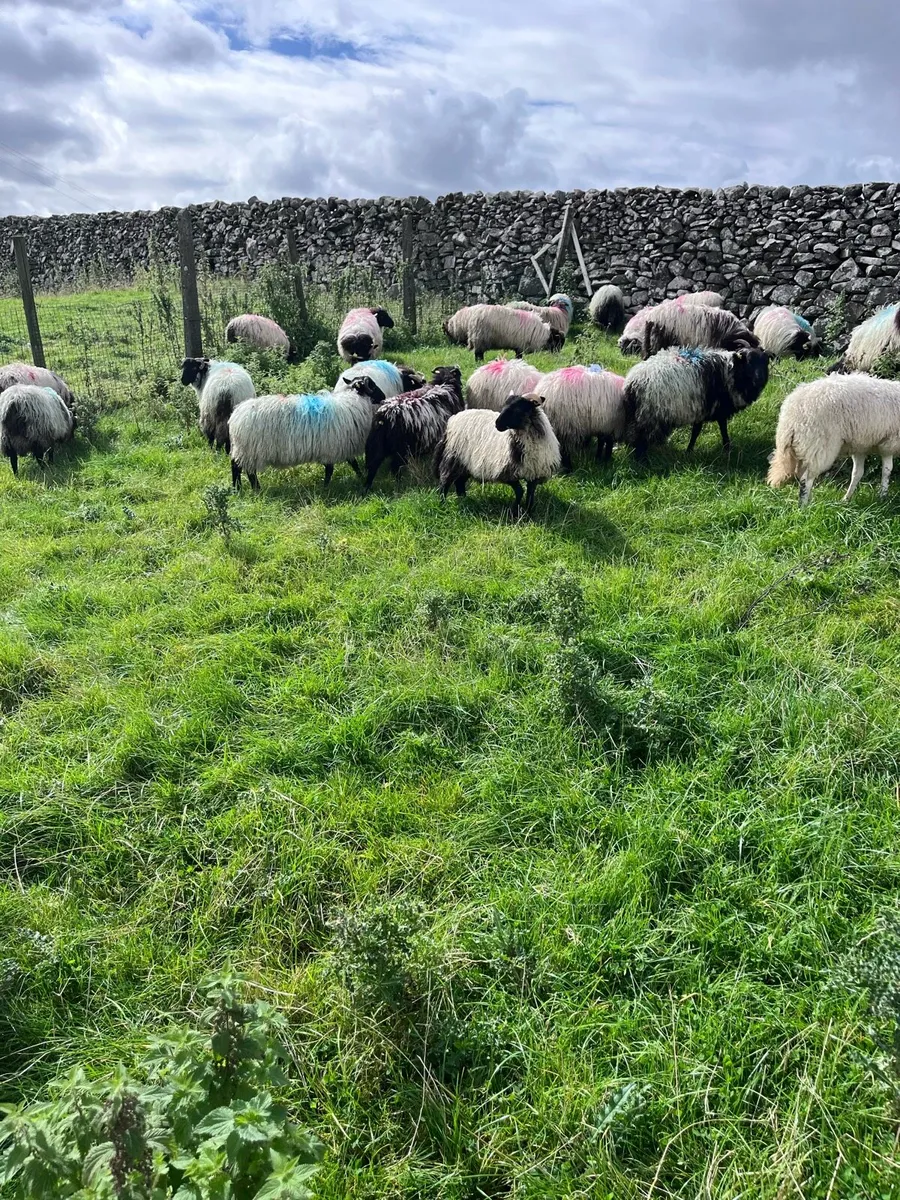 Blackfaced mountain ewe lambs - Image 1