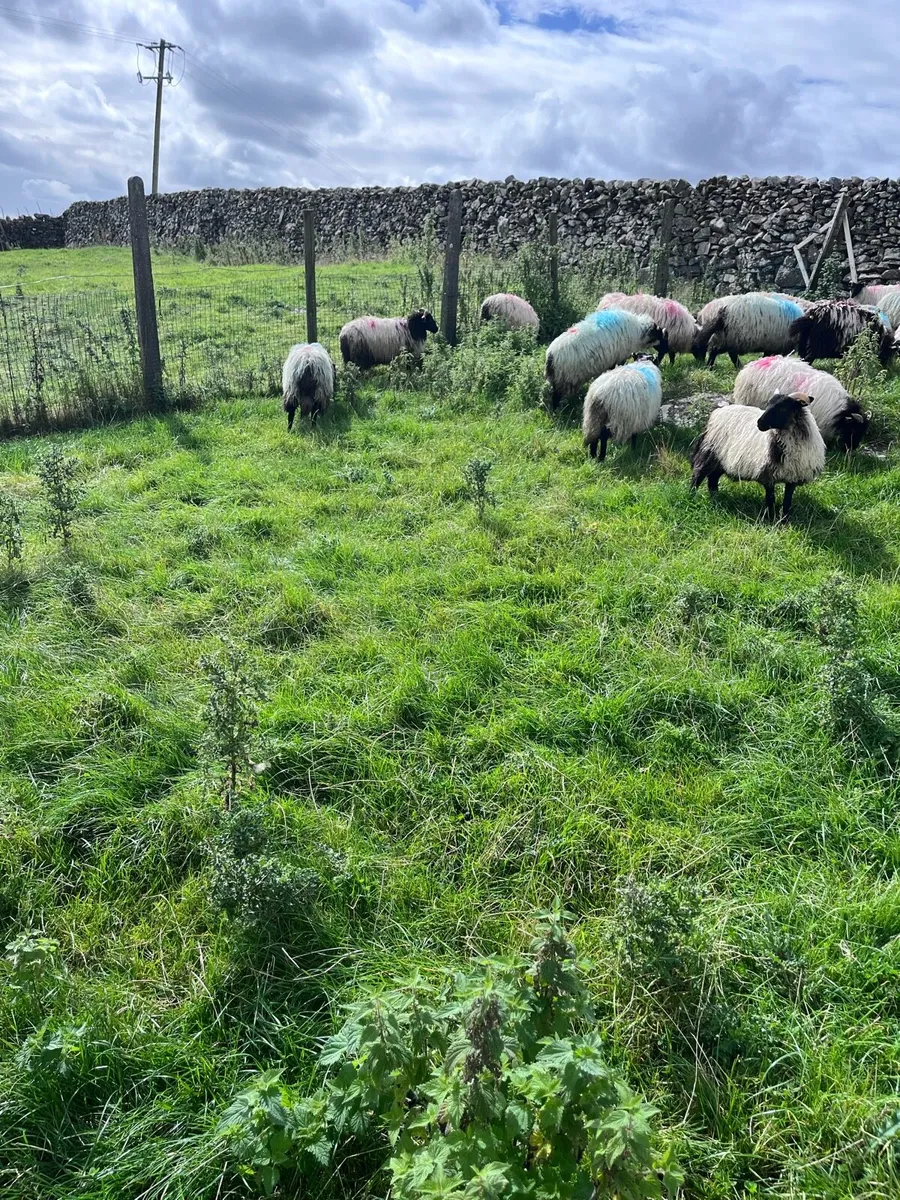 Blackfaced mountain ewe lambs - Image 2