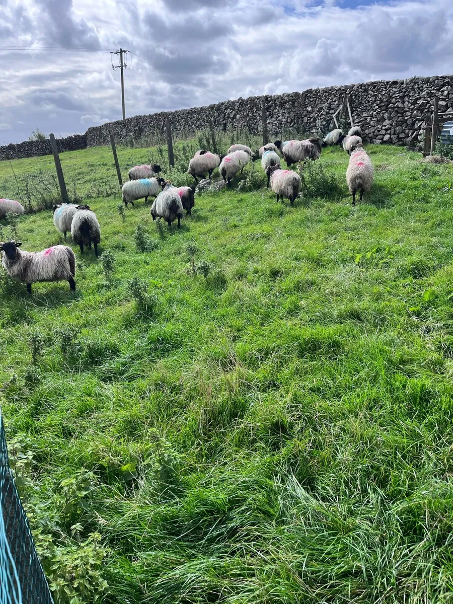 Blackfaced mountain ewe lambs - Image 3