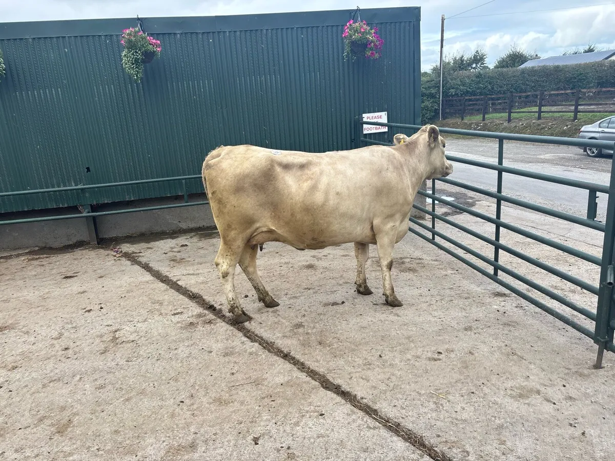 January calving 4 years old charlaois cow - Image 1