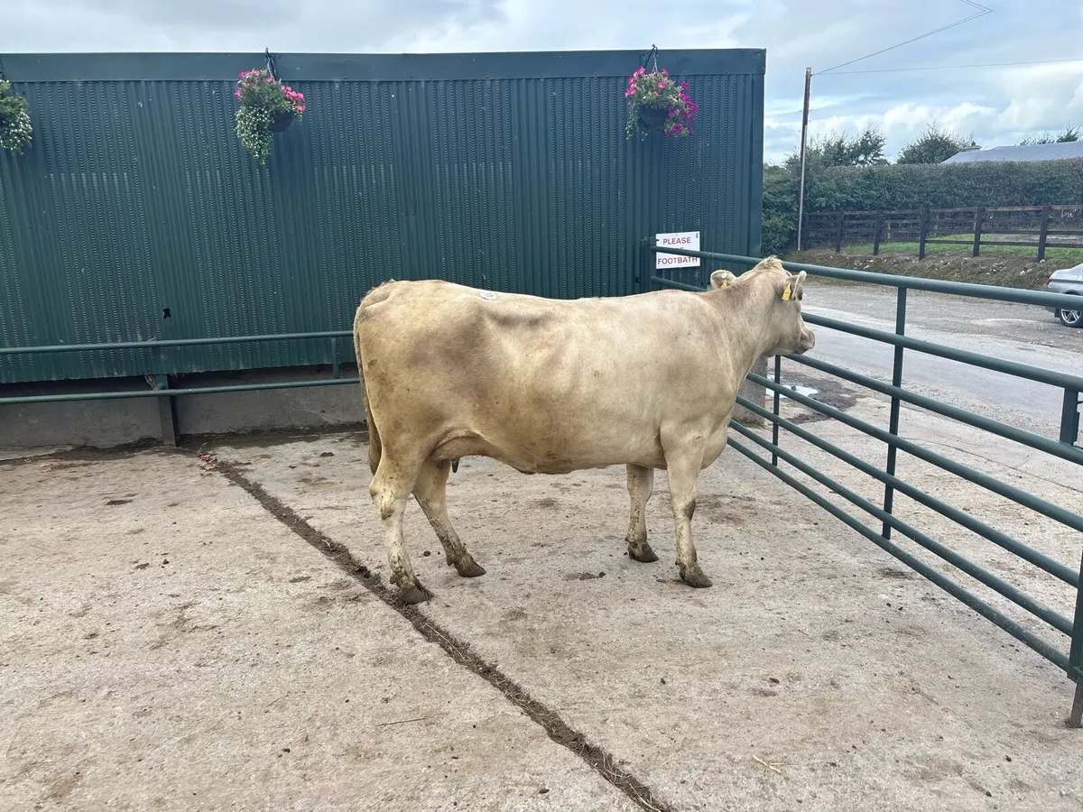 January calving 4 years old charlaois cow - Image 2