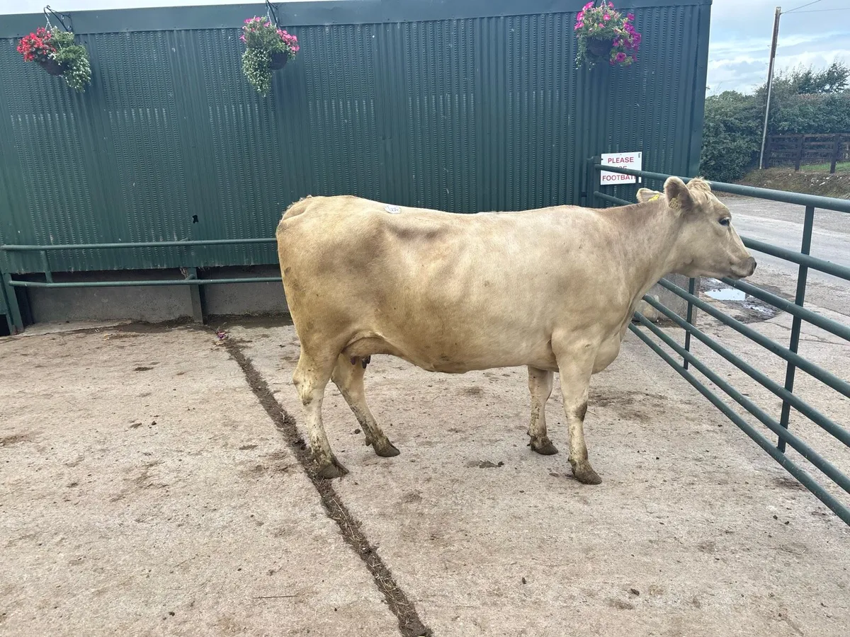 January calving 4 years old charlaois cow - Image 4