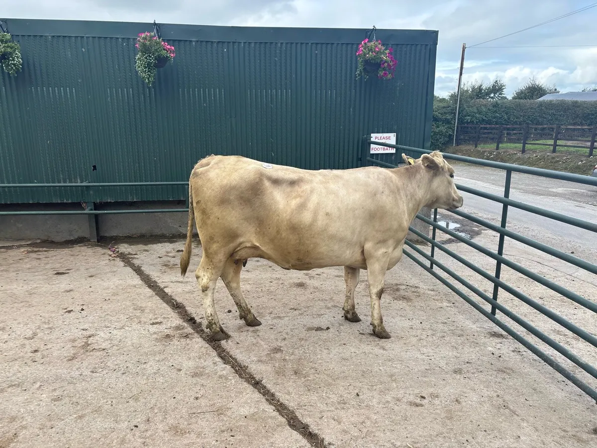 January calving 4 years old charlaois cow - Image 3