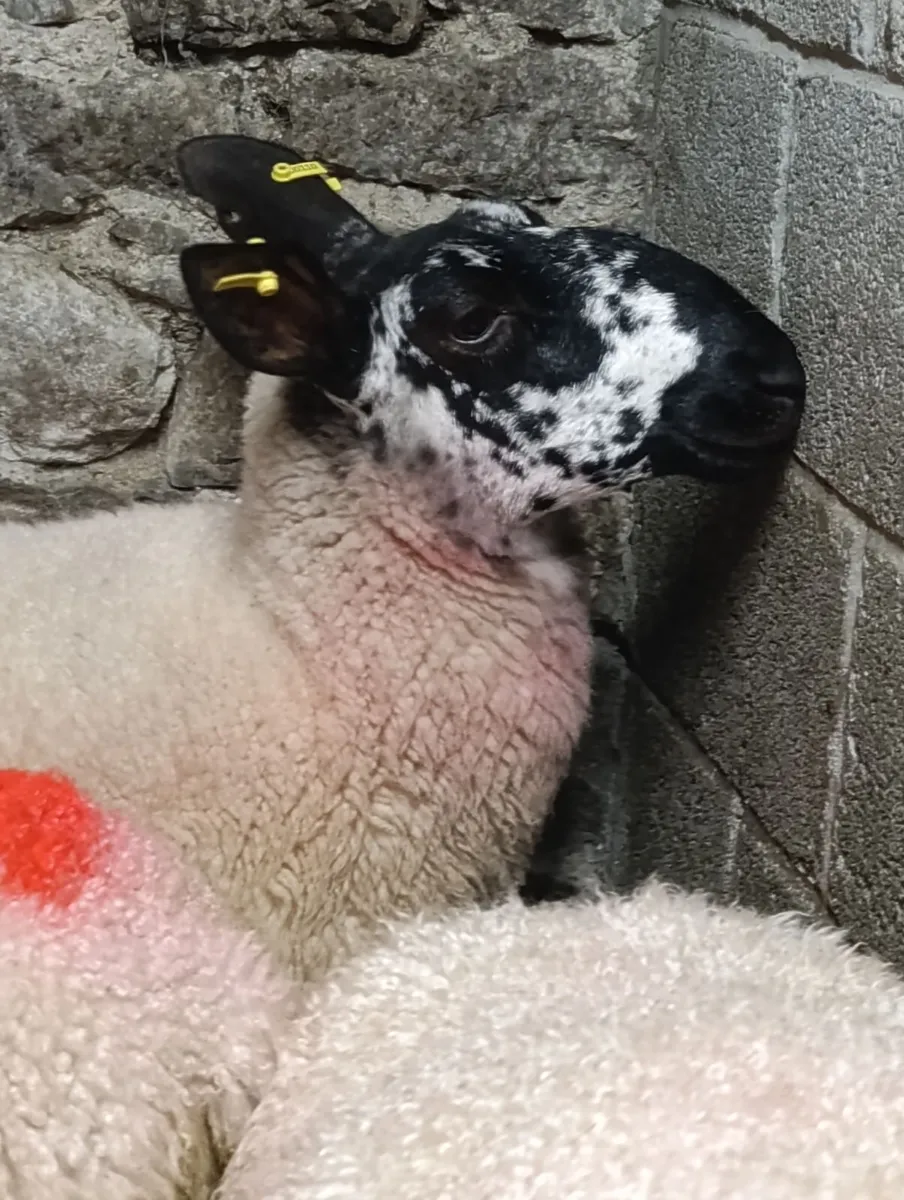 Hoggets - Image 1
