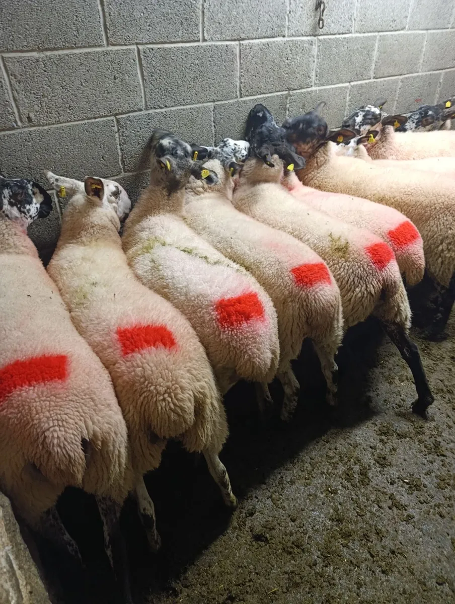 Hoggets - Image 2