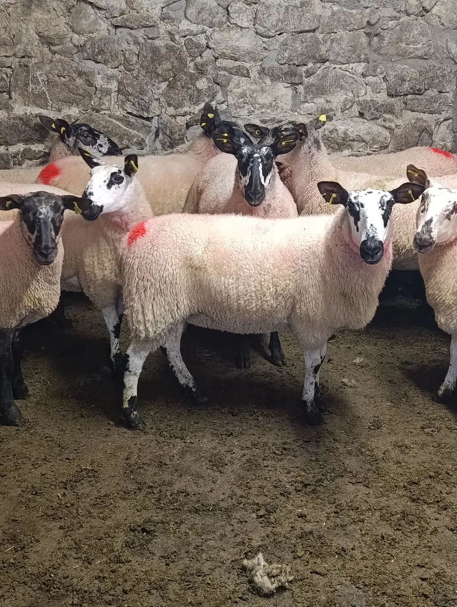 Hoggets - Image 3