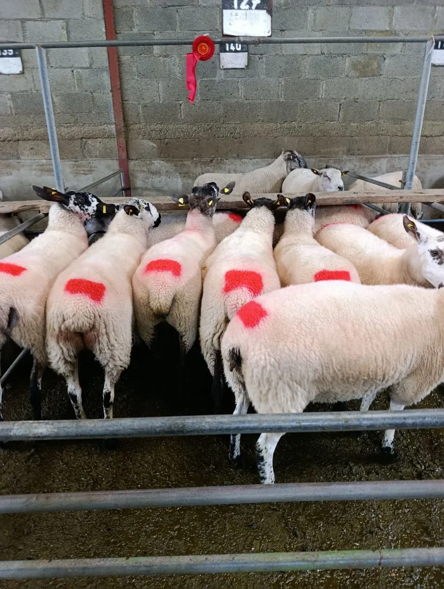 Hoggets - Image 4