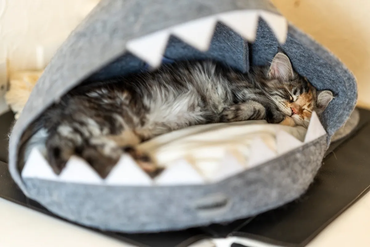Cat - Image 2