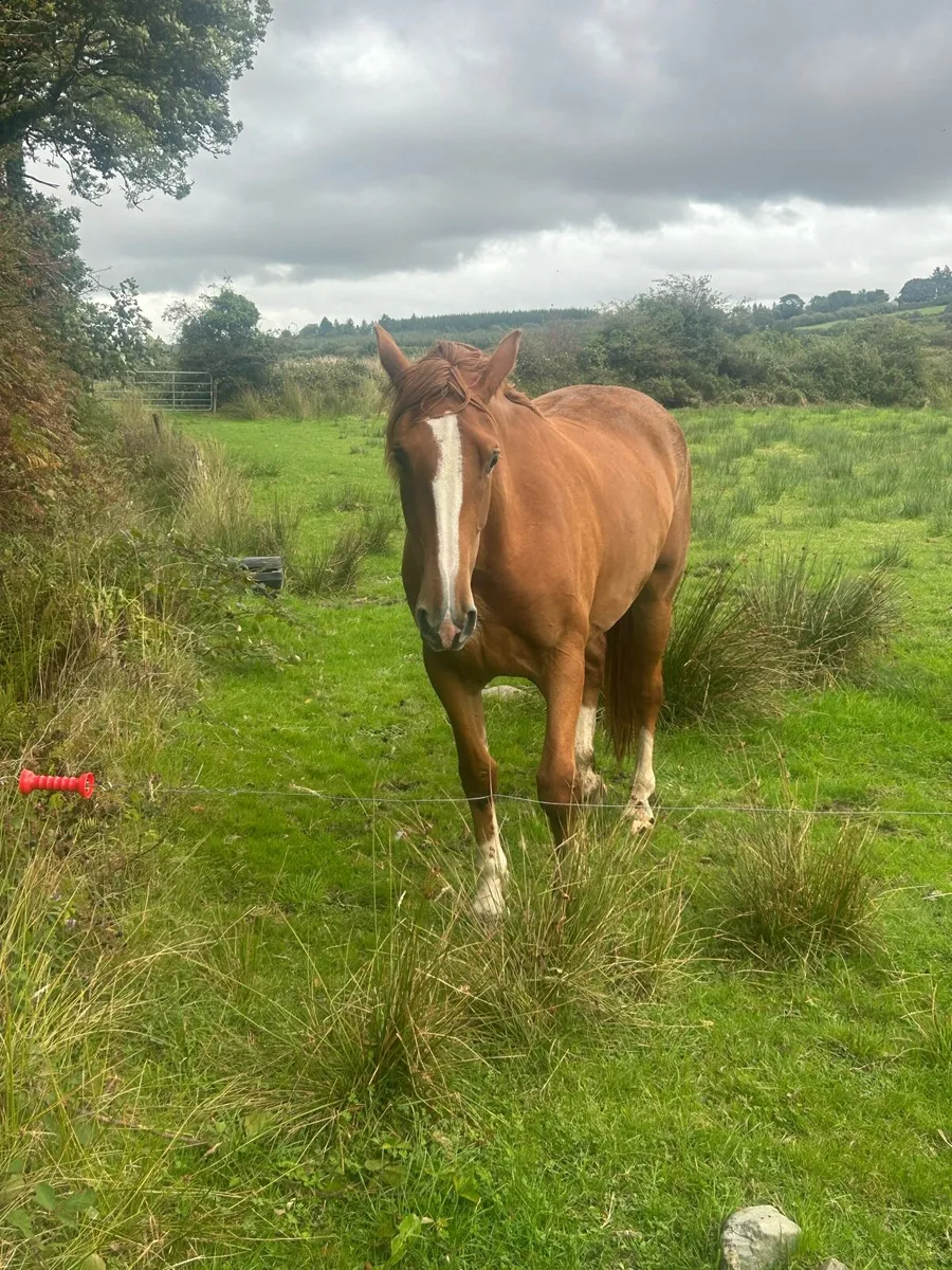 Irish draft filly - Image 2