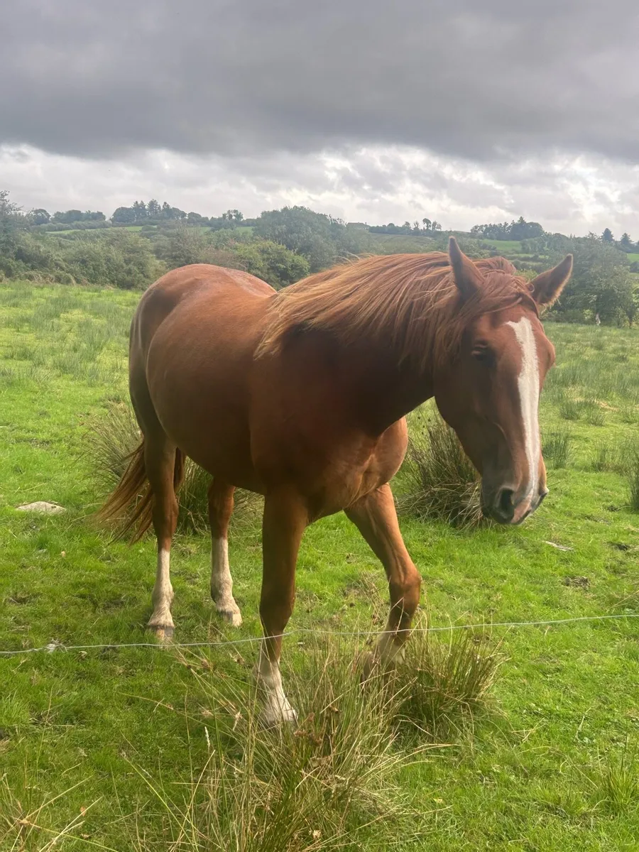 Irish draft filly - Image 4