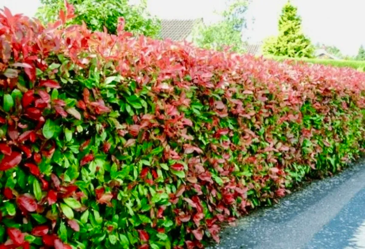 Photinia fraseri Red Robin (7.5 Litre | 80-100cm - Image 1