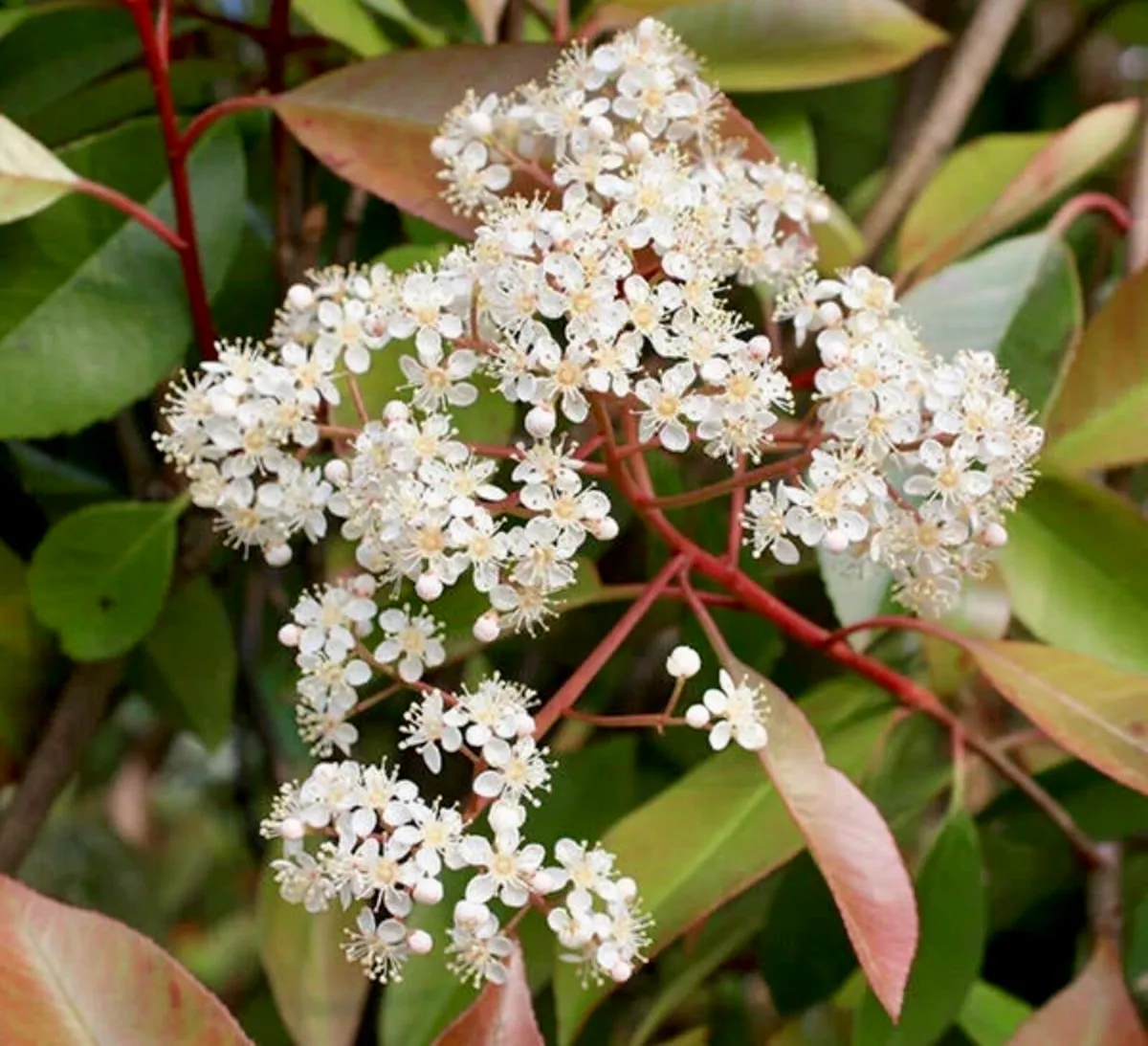 Photinia fraseri Red Robin (7.5 Litre | 80-100cm - Image 2