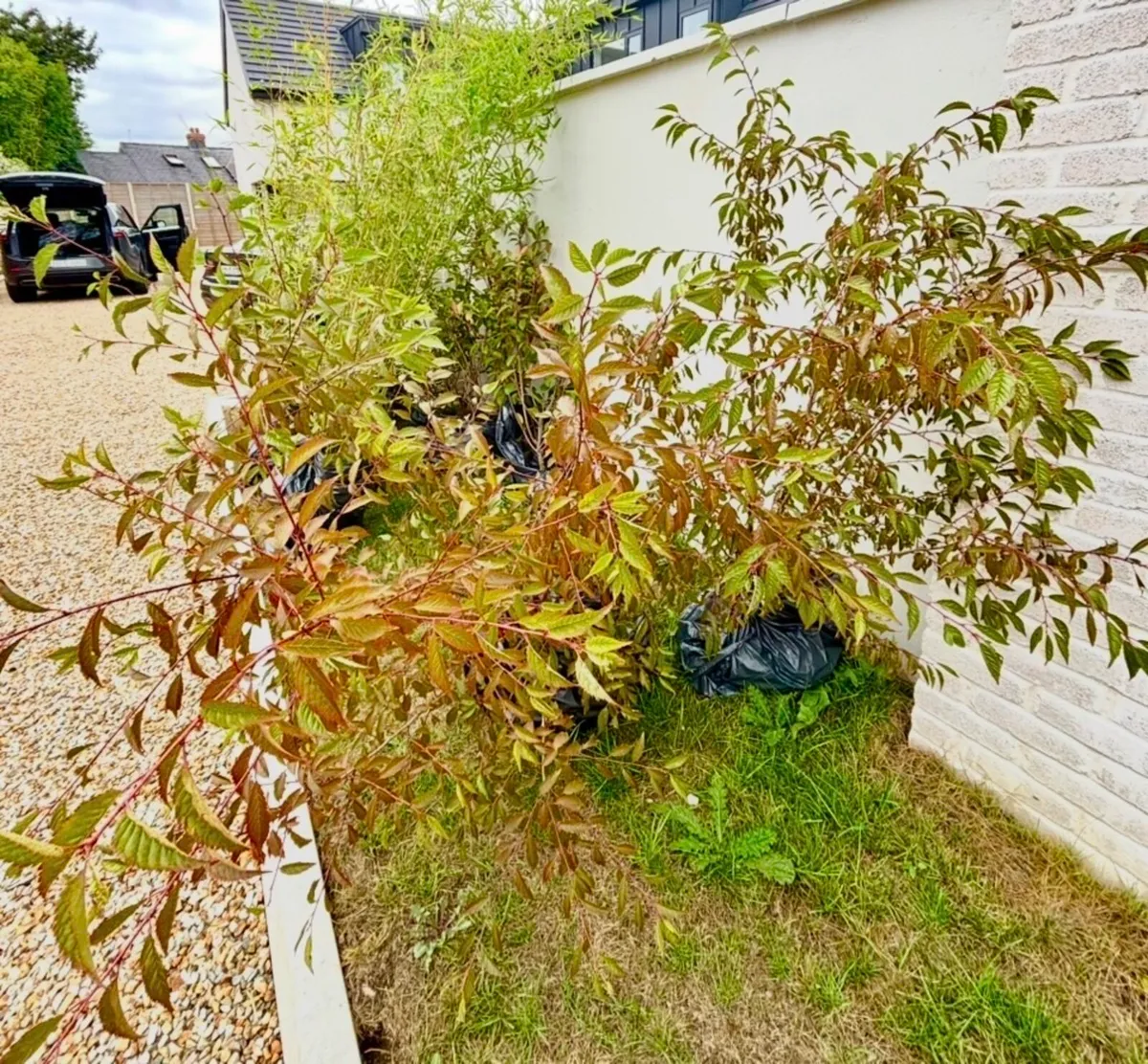 Photinia fraseri Red Robin (7.5 Litre | 80-100cm - Image 3