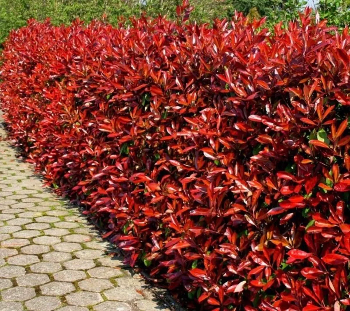 Photinia fraseri Red Robin (7.5 Litre | 80-100cm - Image 4