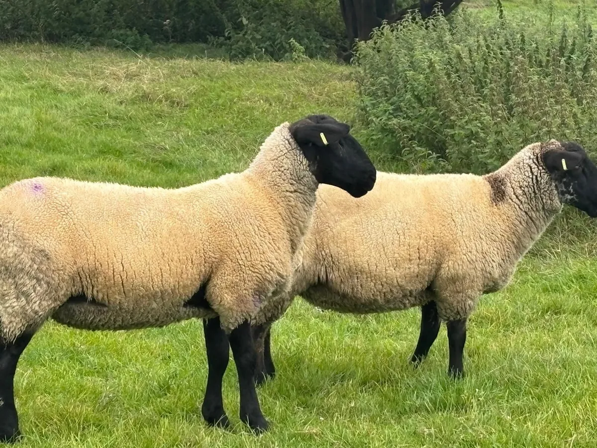 Suffolk  cross Mule Ewe Hoggets - Image 3
