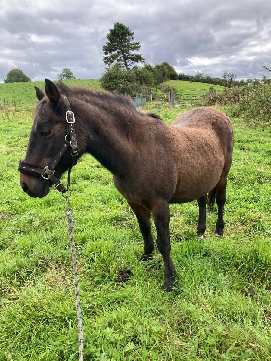 Pony - Image 1