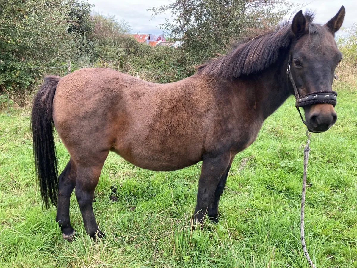 Pony - Image 4