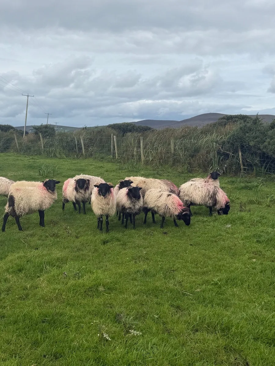 Mayo Blackface Mountain Ewe Lambs - Image 2