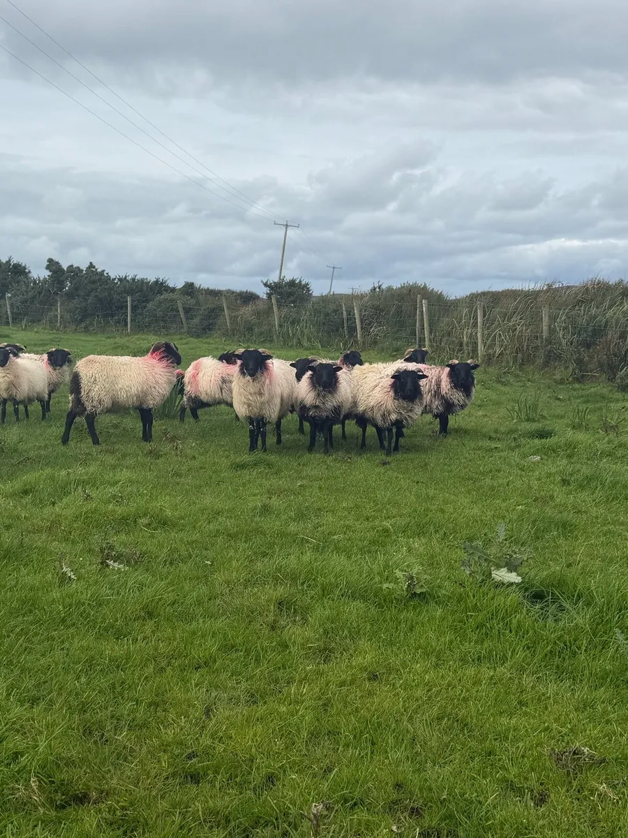 Mayo Blackface Mountain Ewe Lambs - Image 1