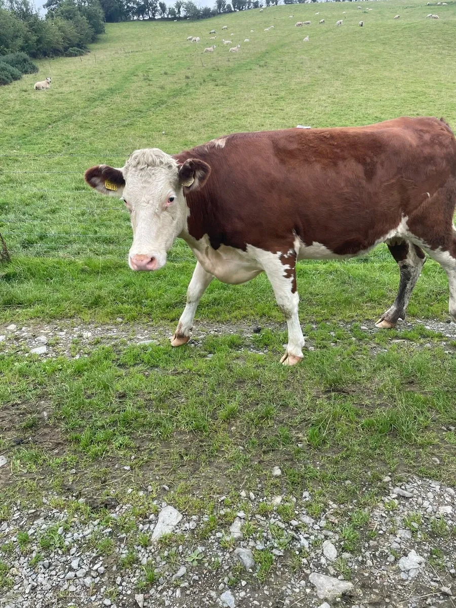 In calf Heifers - Image 1